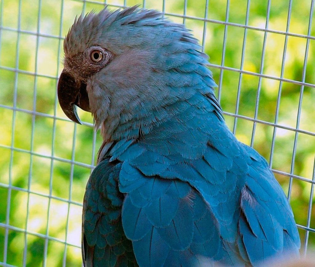 El Guacamayo De Spix Ave Azul Que Inspir La Pel Cula R O Se Ha