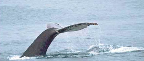 mirador-ballenas-miche mirador-ballenas-miche