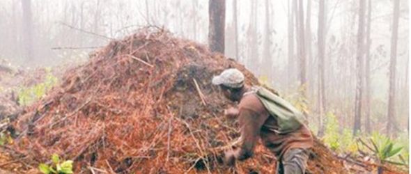 incendio-forestal-sierra-bahoruco2