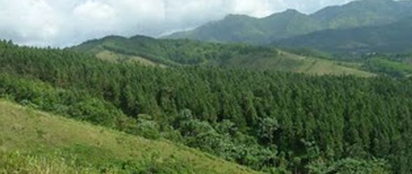 reforestacion-loma-guananito reforestacion-loma-guananito