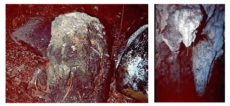 amiana019 Petroglifos de la guacara de la Cuenca Pequeña