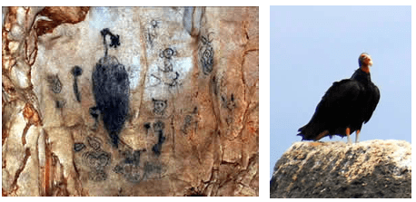 aniana039 Panel prehispánico y aura tiñosa, carroñera típica de la isla (Cathartes aura).