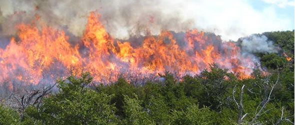 Los fuegos forestales dejaron graves daños