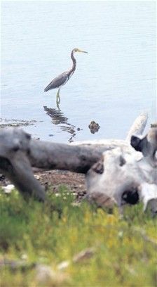 siete-kilometros-humedales-nigua DECLARADO ÁREA PROTEGIDA EN EL 2009 POR SU GRAN POTENCIAL ECOTURÍSTICO, ES EL MÁS GRANDE SISTEMA DE HUMEDADES METROPOLITANO DEL PAÍS