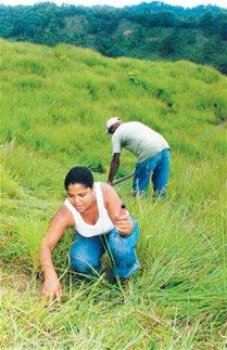 voluntarios-reforestacion-frontera