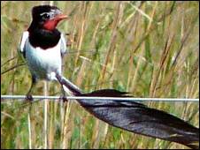 cono-sur-sin-aves-migratorias El Cono Sur se queda sin pastizales y sin aves migratorias