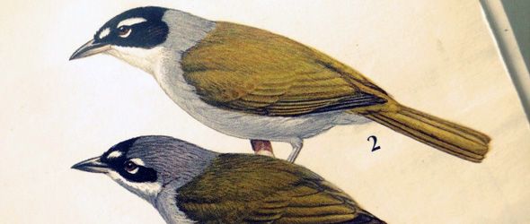 cuatro-ojos-bandera-unibe