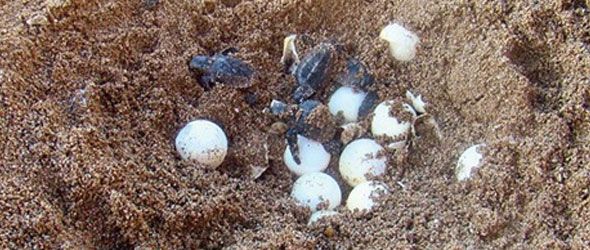 guibia-nido-tortuga