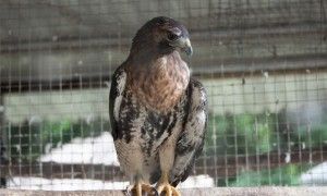 Guaraguao (Buteo jamaicensis) Foto: Pedro Genaro R.