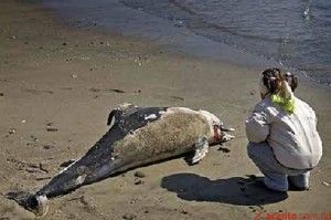 peru_delfines