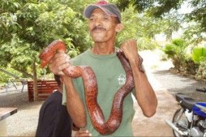 culebras_dominicanas