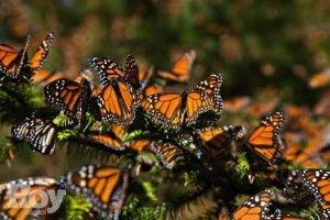 mariposa-monarca