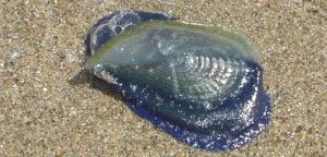 velella-velella