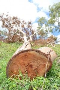 HATILLO PALMA, Guayubín.-  La tala sin ningún tipo de control y la quema indiscriminada, de  arboles  está causando estragos en las fuentes de agua que permiten el abastecimiento de cientos de familias de las zonas baja de la Cordillera Septentrional, específicamente en la zona de Guayubín.La tala sin control sigue dejando sin agua las comunidades, Hoy/Cortesia Rafael Pujols. 1/10/14