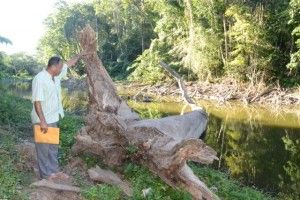 El_secretario_de_la_sociedad_ecologista_de_Solimán,_Primi tivo_Hiraldo,_muestra_como_están_muriendo_árboles_centenar ios_a_orilla_de_la_Laguna,_Hoy/Cortesia Rafael Pujols.1/10/14