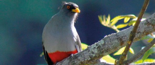 Festival de las aves endémicas, dedicado a la Sierra de Bahoruco