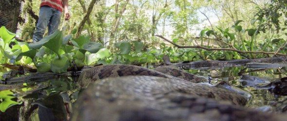 Un empleado de la factoría observa una boa encontrada en el monte.