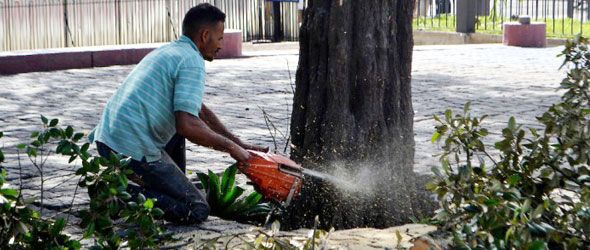 Alcaldía Santiago tala árboles históricos sin autorización de Medio Ambiente.