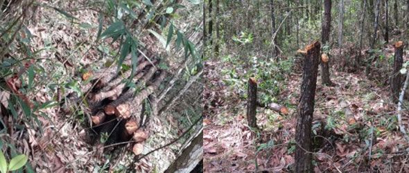 Álvaro Arvelo condenó este martes las acciones de la minera Falcondbrige Dominicana contra los terrenos de Loma Miranda, donde practica la tala de árboles en grandes cantidades.