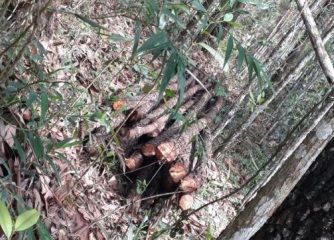 Álvaro Arvelo condenó este martes las acciones de la minera Falcondbrige Dominicana contra los terrenos de Loma Miranda, donde practica la tala de árboles en grandes cantidades.