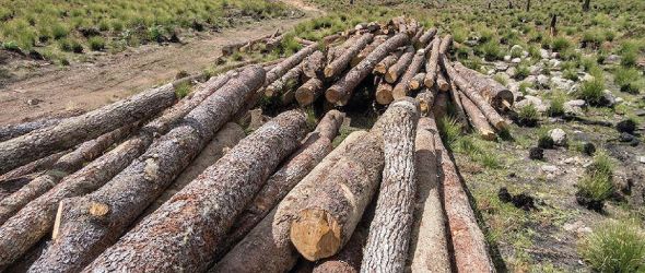 Comunicación grupo ‪#‎SOSValleNuevo‬ sobre acciones irresponsables del Ministerio de Medio Ambiente y Recursos Naturales en el Parque Nacional Juan Bautista Pérez Rancier (Valle Nuevo)