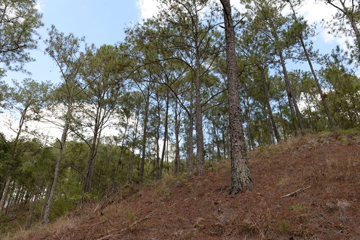 Medio Ambiente recupera terrenos de proyecto forestal fronterizo que fueron invadidos por particulares de manera ilegal