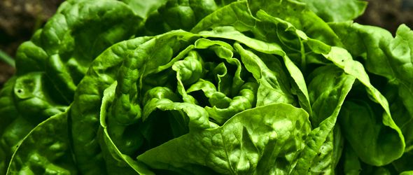 ADIA afirma nueva plaga afecta a más de 150 especies de frutas y vegetales