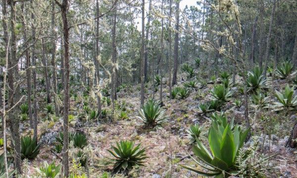 En la siguiente foto puede verse el tipo de bosque en la zona y en el mapa la ubicación del descubrimiento.