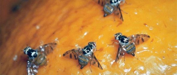 Según Agricultura, la fase final del protocolo para el control y la erradicación de la Moscamed implica la liberación de 100 millones de especímenes estériles y fumigar el área donde se ha focalizado la plaga