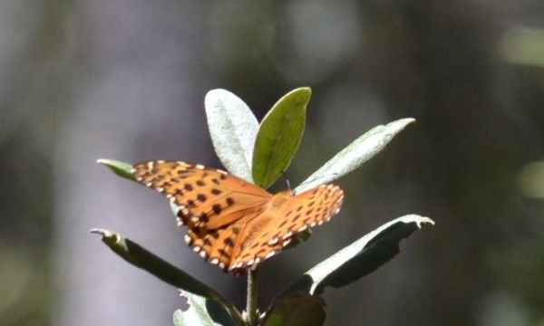 volatinera falsa menor (Anatia briarea)