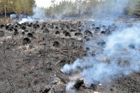  Las autoridades de la República Dominicana prosiguen con las labores de extinción de los incendios forestales que afectan desde inicio de esta semana varios puntos del país, mientras que ecologistas advierten de las consecuencias de los fuegos en las fuentes hídricas. Las autoridades de la República Dominicana prosiguen con las labores de extinción de los incendios forestales que afectan desde inicio de esta semana varios puntos del país, mientras que ecologistas advierten de las consecuencias de los fuegos en las fuentes hídricas.