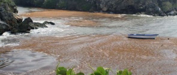 Miles de peces mueren en el río Yuma por vertido de químico desconocido