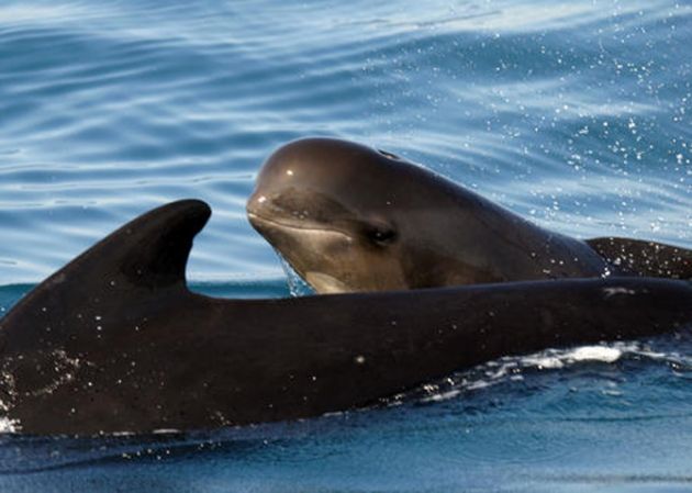 Ballena piloto varada en costa de Puerto Rico se recupera ya en un zoológico