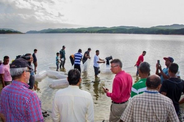 Falcondo, Codopesca, Universidad ISA y el Cimpa liberan 50 mil peces en presa Rincón