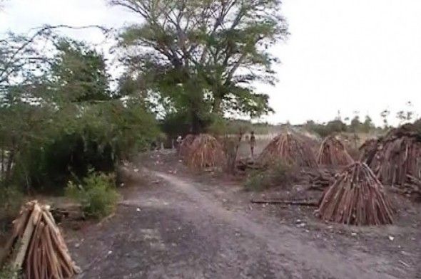 Personas que viven en los barrios próximos a la frontera denunciaron este sábado la tala indiscriminada árboles, incluyendo mangles y los de uvas de playa en la orilla del río en la parte dominicana por nacionales haitianos que luego lo usan para hacer carbón vegetal.