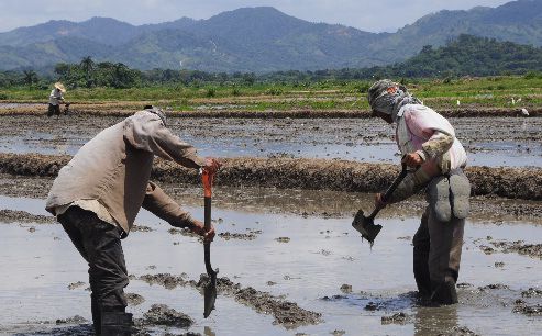 La sequía impactará producción de arroz