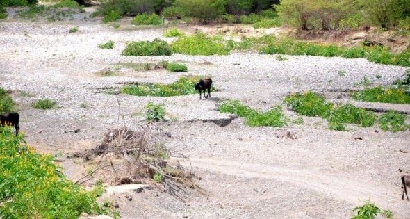 Seis ríos están totalmente secos en varios municipios de Puerto Plata