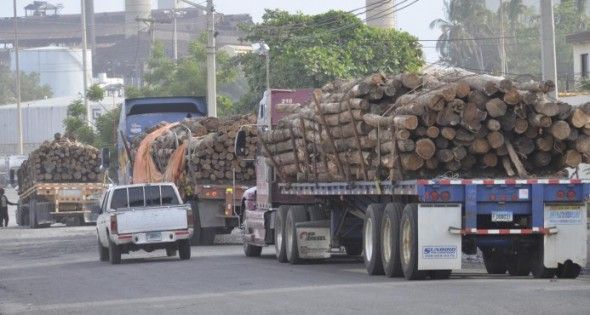 Demandan que Medio Ambiente revise la resolución sobre corte de árboles