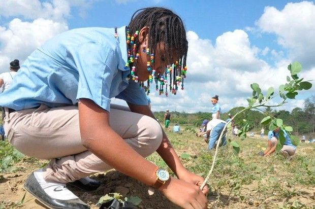 reforestacioncambioclimatico