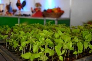 El Ministerio de Agricultura y el Patronato Nacional de Ganaderos realizan la Feria Agropecuaria Nacional 2015, que tiene como objetivo promocionar la conservación de las aguas y la producción sostenible de los alimentos. Este año, la actividad está dedicada al empresario Julio Brache Arzeno, al productor José López y a la hacienda Doña Aroma y se lleva a cabo desde 14 al 22 de marzo, en la Ciudad Ganadera. Santo Domingo, Republica Dominicana 18 de marzo, 2015 Foto: Orlando Ramos