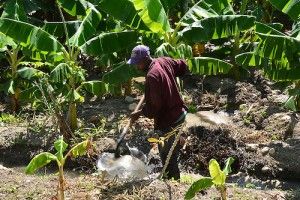 Productores de plátanos de la provincia Barahona criticaron la medida adoptada por el gobierno dominicano de importar el producto con la finalidad de disminuir su costo, que oscila entre los 20 y 25 pesos la unidad. Foto: Carmen Suárez/Acento.com.do 15/10/2015