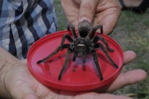 tarantulasuruguay