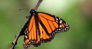 mariposamonarca