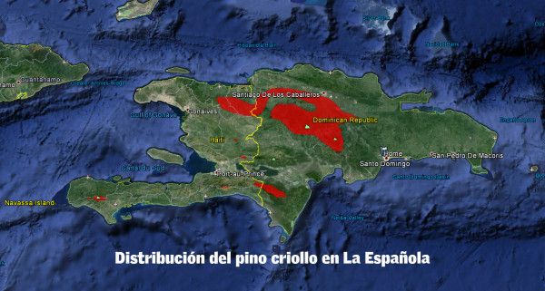 Distribucion Pino Criollo