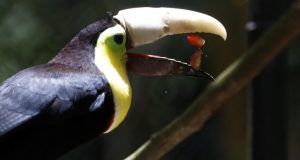 tucan3D