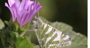 mariposasmediterraneo