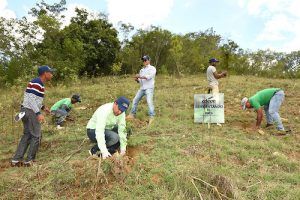 reforestacionelcercado