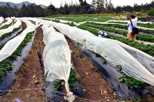 En Valle Nuevo de Constanza, ubicada a y 2,200 metros sobre el nivel del mar es una demarcación agraria donde se cultivan grandes cantidades de fresas, situación que le aporta un valor agregado ala economía de éste municipio de la provincia de La Vega en su conjunto Santo Domingo, República Dominicana Foto : Orlando Ramos/Acento.com.do Fecha: 30/07/2014