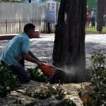 Alcaldía Santiago tala árboles históricos sin autorización de Medio Ambiente.