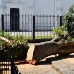 Alcaldía Santiago tala árboles históricos sin autorización de Medio Ambiente.